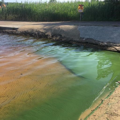 An Algal Bloom