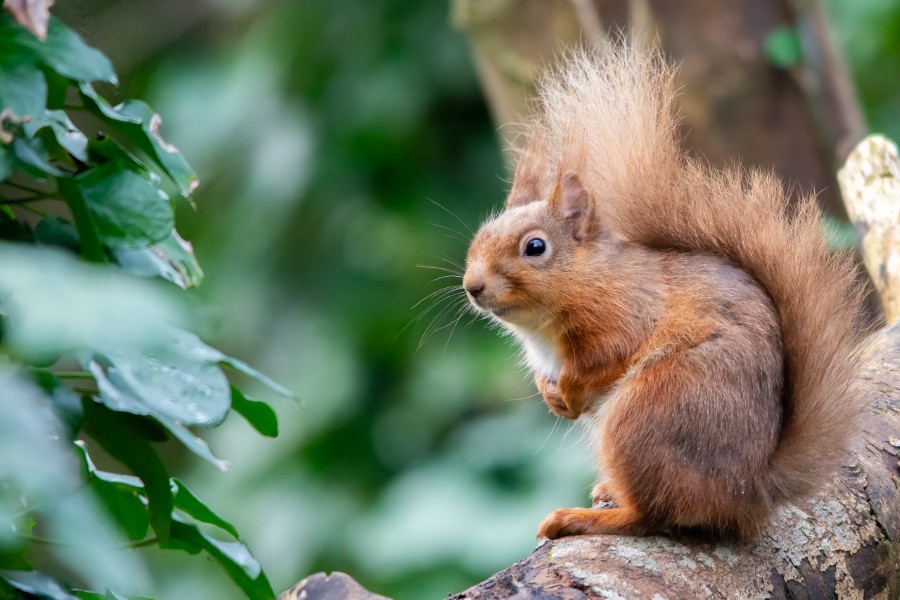 Red squirrels are among the species that are the subject of a new all-island survey being led by University of Galway, Ulster Wildlife and the Vincent Wildlife Trust. Photo: Katy Bell