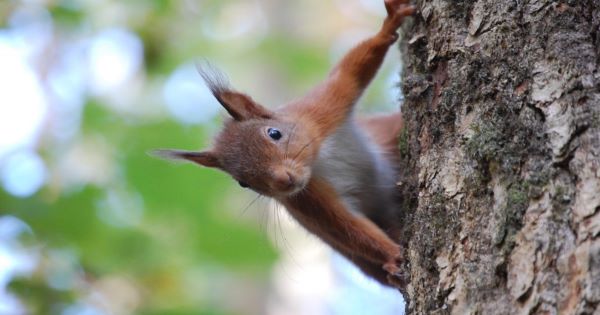Red-Squirrel600x315